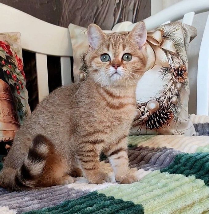Шотландські кошенята