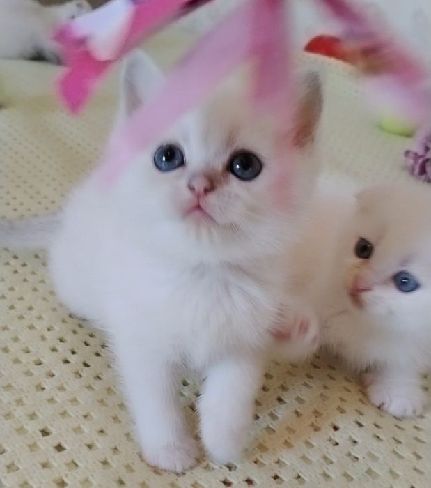 Шотландские котята