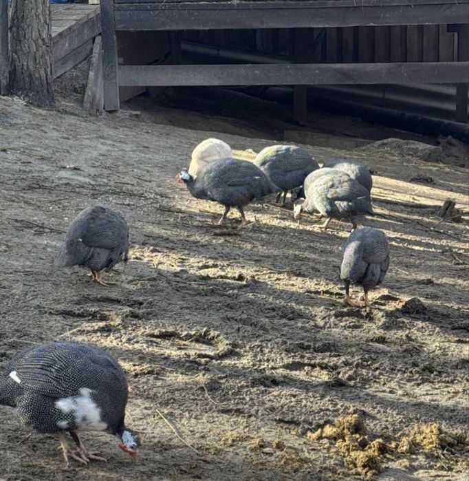 Цесарка  інкуб яйце
