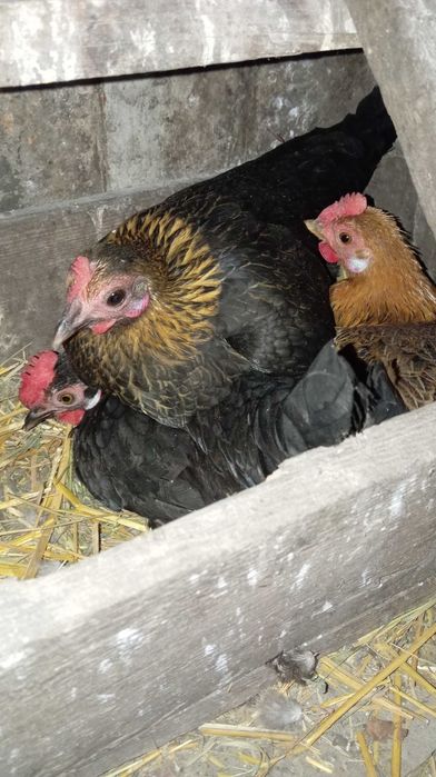 ІЯ від декоративних курей