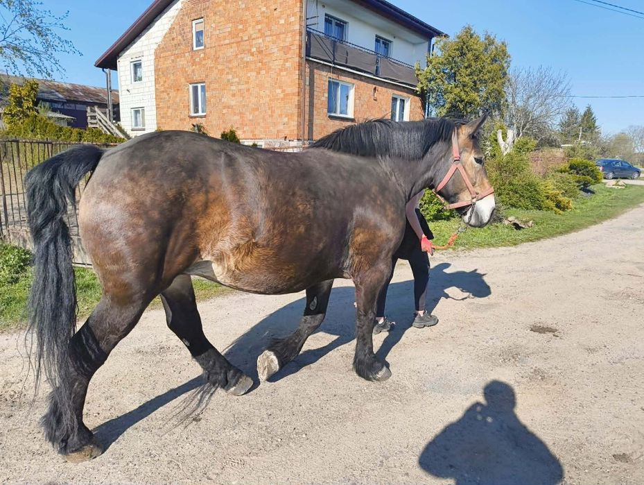 Sprzedam klacz sokólską