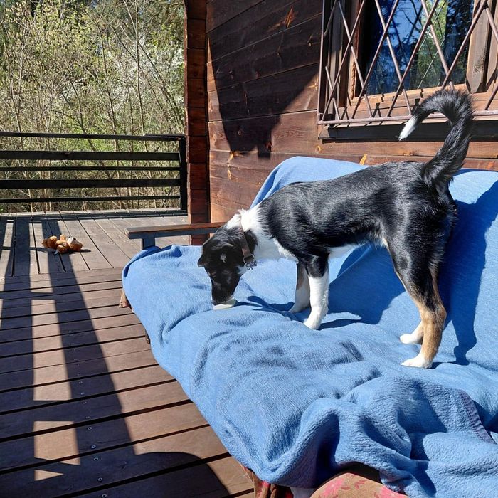 Piekna psina szula swojego pana