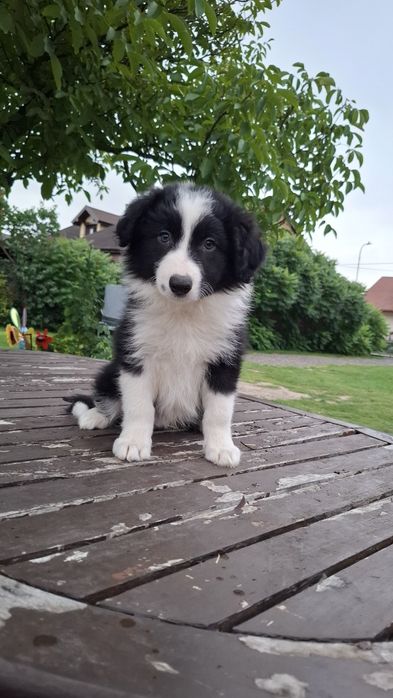 Border Collie ur 5.07.2026