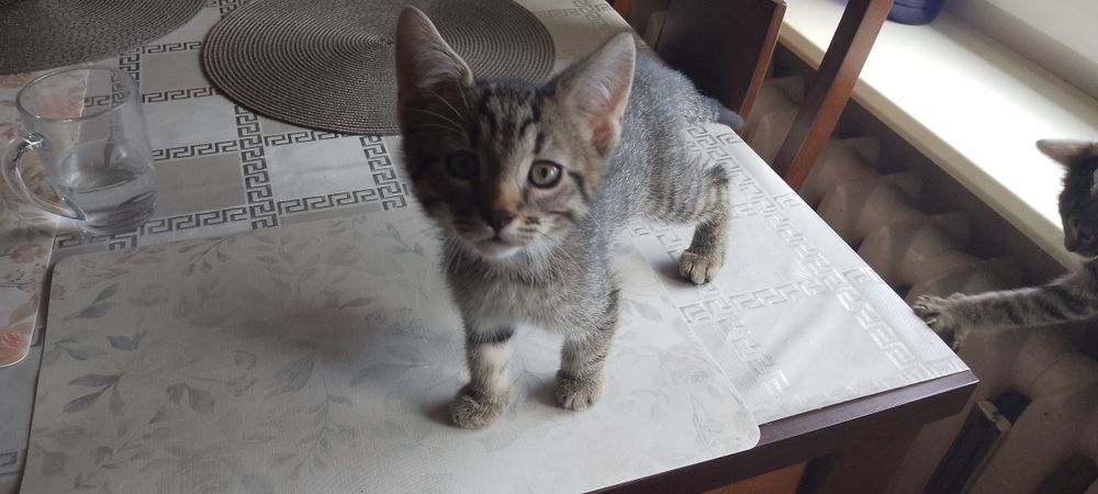 Oddam kotki  w dobre ręce