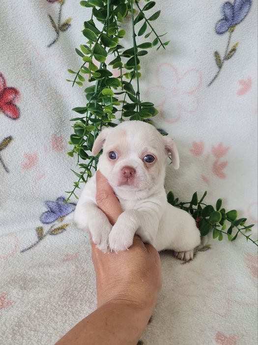 Estupendo menino mini Chihuahua Linhagem Russa de Qualidade