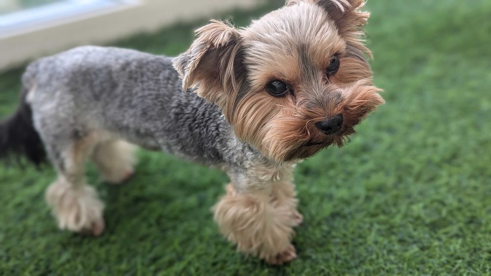 Йоркширский Тер'єр В'язка