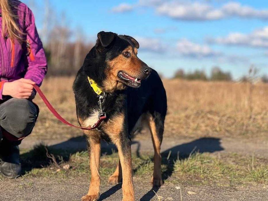 Miko - średni pies szuka domku z ogrodem