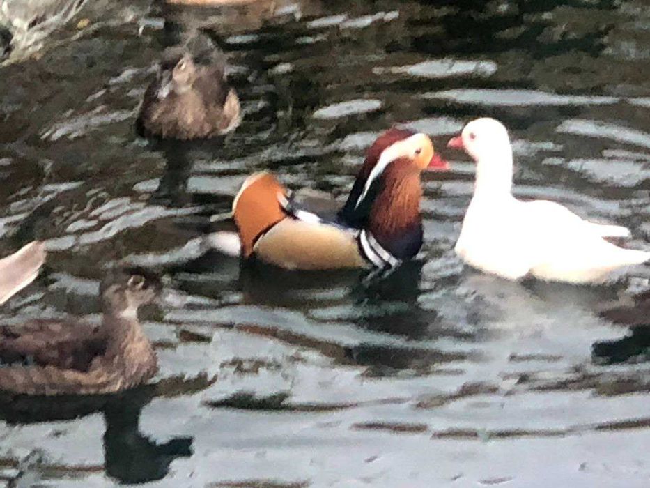 Будинок для двох та більше осіб, басейни, чан-джакузі, сауна