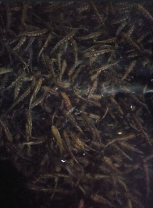 Продам малька форелі.