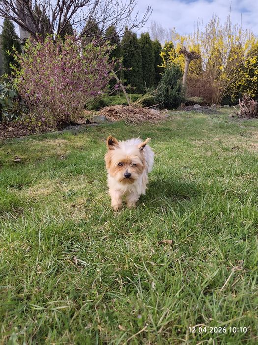 Śliczny piesek Yorkshire terrier