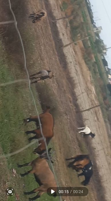Vendo 8 cabras anas