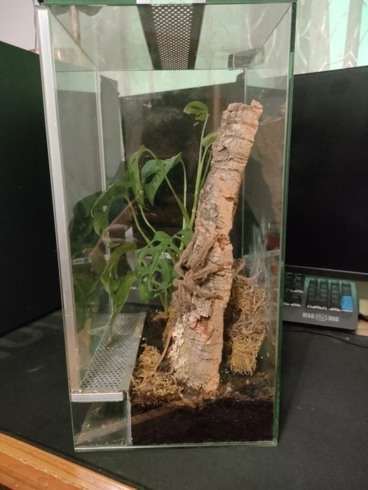 Psalmopeus Cambridgei + terrarium