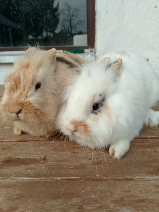 Sprzedam króliki miniaturki