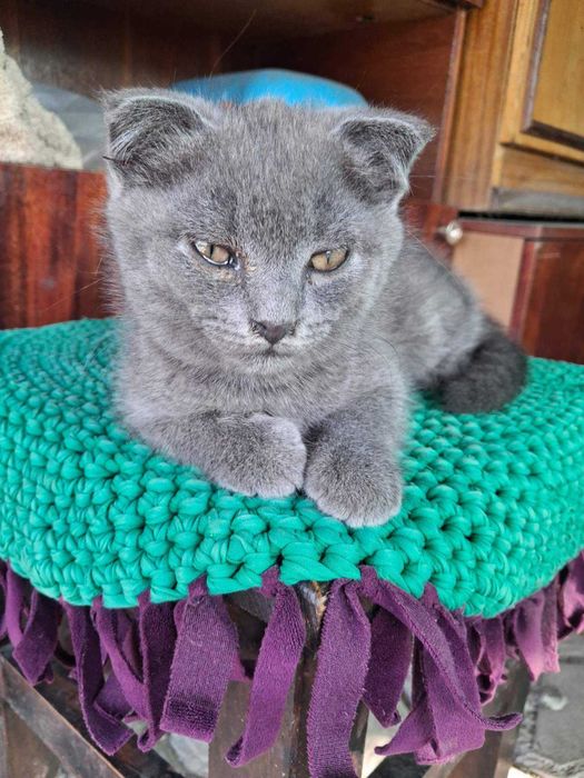 Котята  дуже грайливі