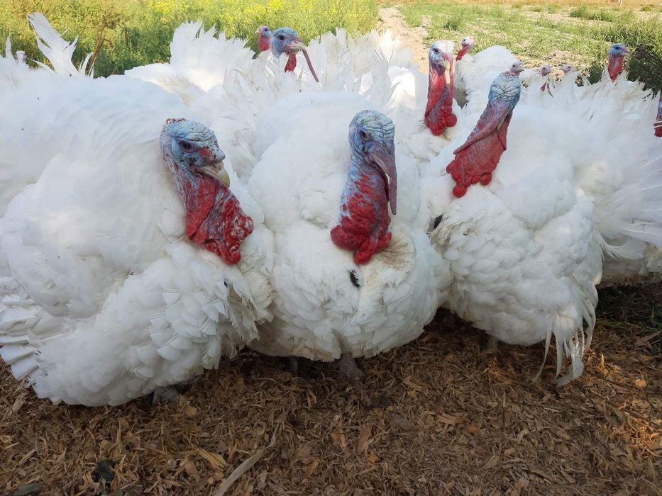 Індичата Біг-6 индюшата добові суточні Київ