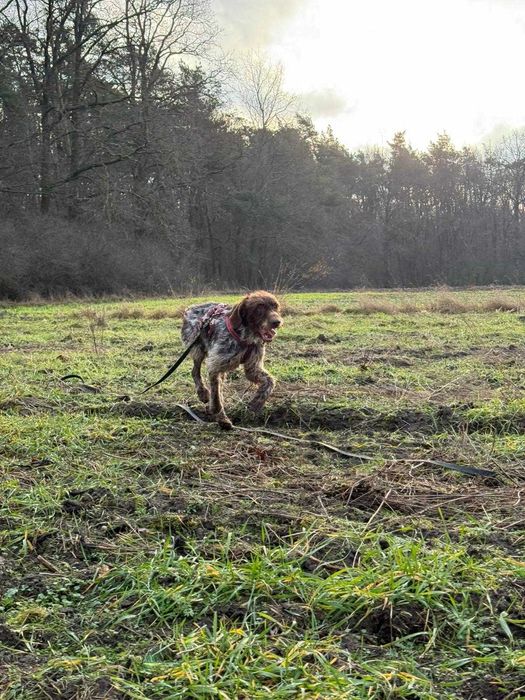 wyżeł  niemiecki szorstkowlosy  w schronisku w skierniwicach