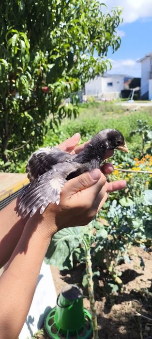Garnizos e garnizas para venda