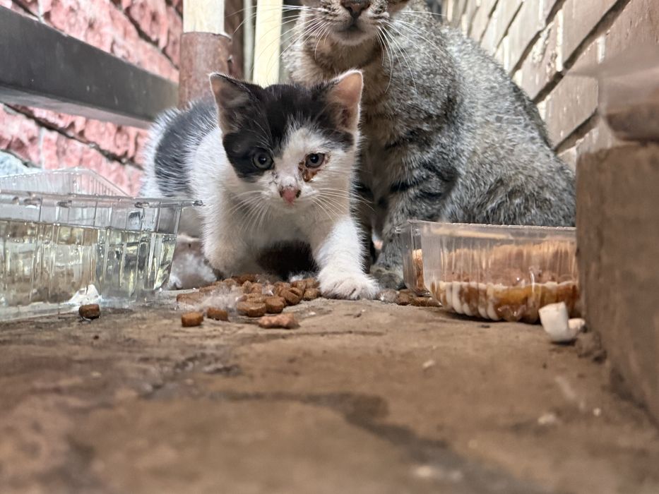 Котеня у добрі руки