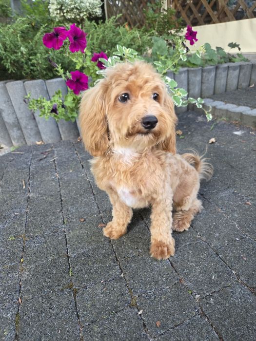 Maltipoo piesek maltańczyk & pudel