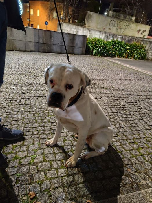 Doação: cachorra de 10 anos resgstada