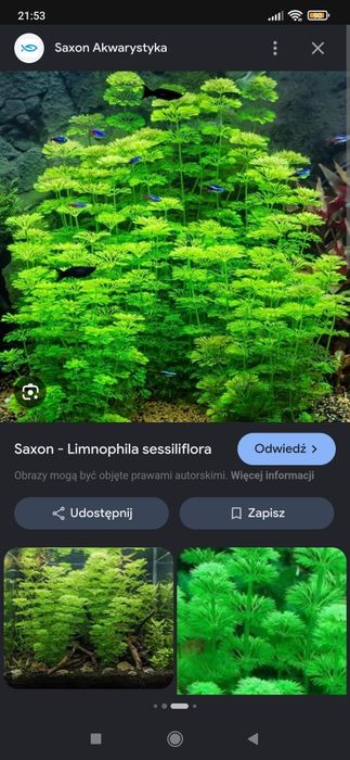 Rośliny akwariowe sadzonki/ koszyczki