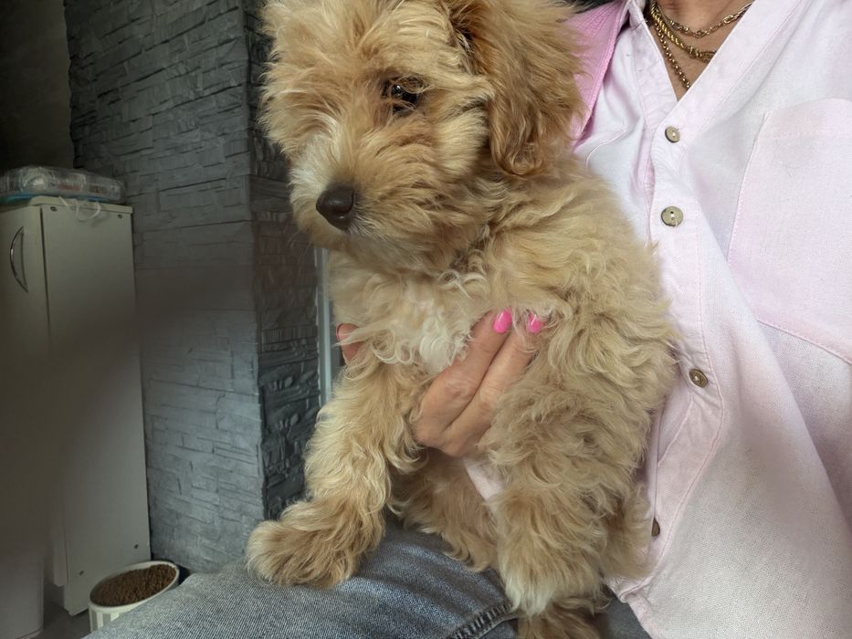 Rodowodowy piesek maltipoo