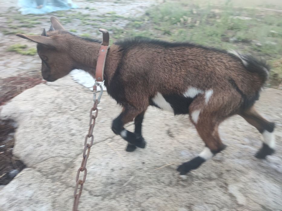 Cabra Ana 5 meses