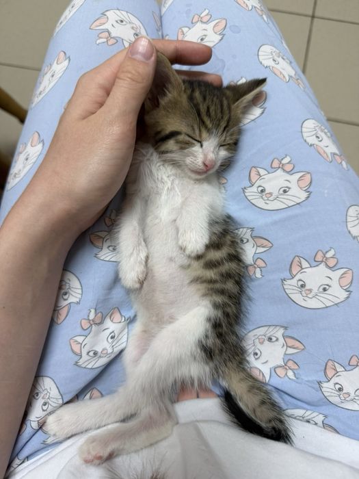 Кошеня  шукає сімʼю