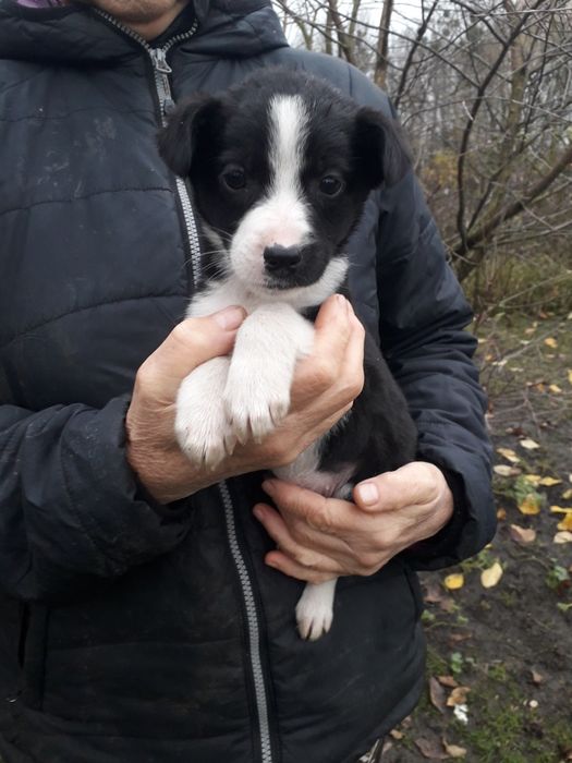 Віддаю в добрі руки