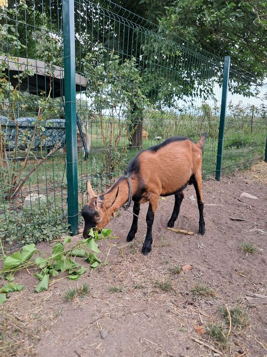 Цап (козел) 100% альпійської породи французької селекції, спокійний