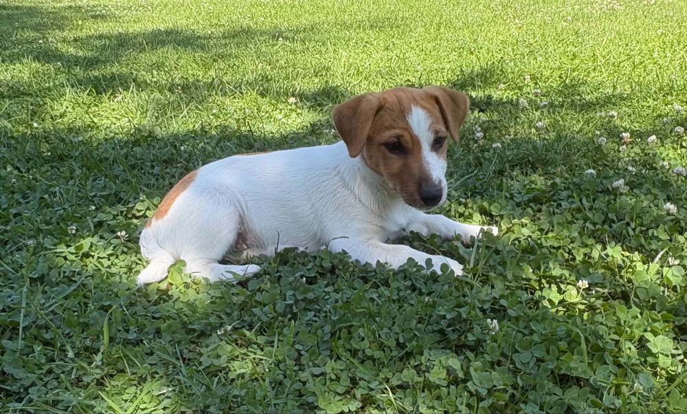 Jack Russell Terrier-przepiękna suczka Hera