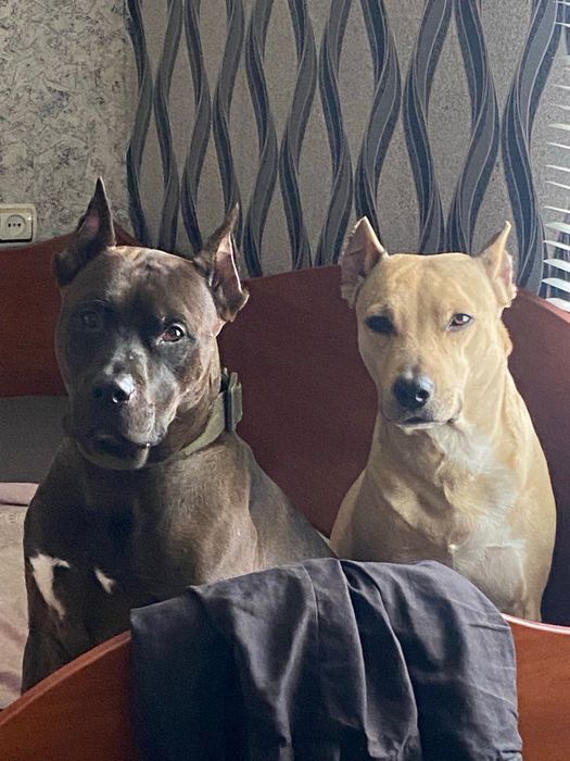 Отдам собаку в хорошие руки ( стаф терьер) кобель