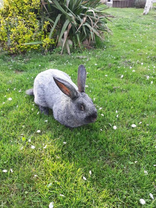 Кролі Полтавське срібло 150 гр.