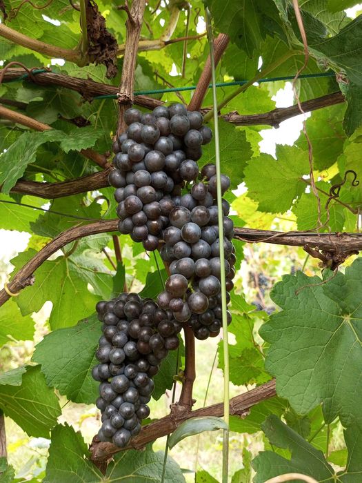 Технічний виноград