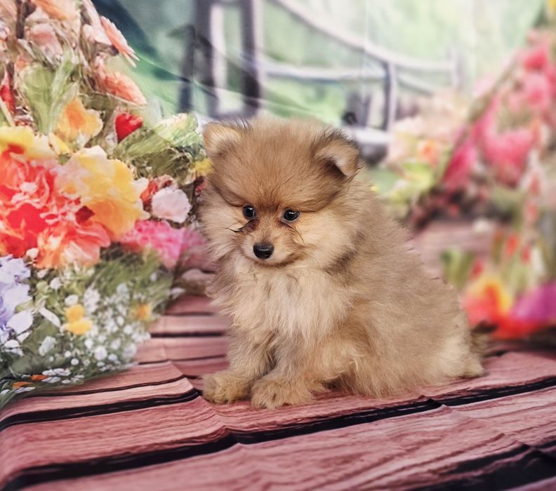 Spitz Anão Macho
