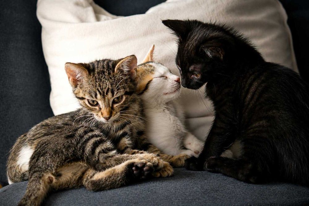 zjawiskowe kociaki do adopcji