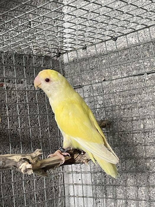 agapornis roseicollis