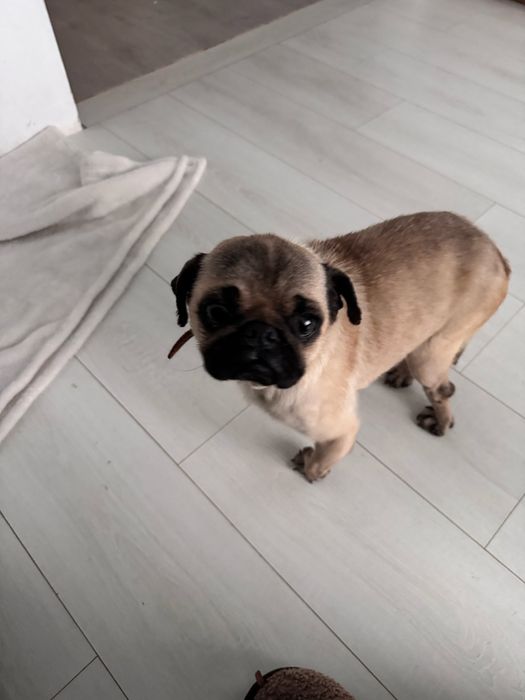 Мопс дівчинка 2 роки  Безкоштовно Тільки в ДОБРІ РУКИ