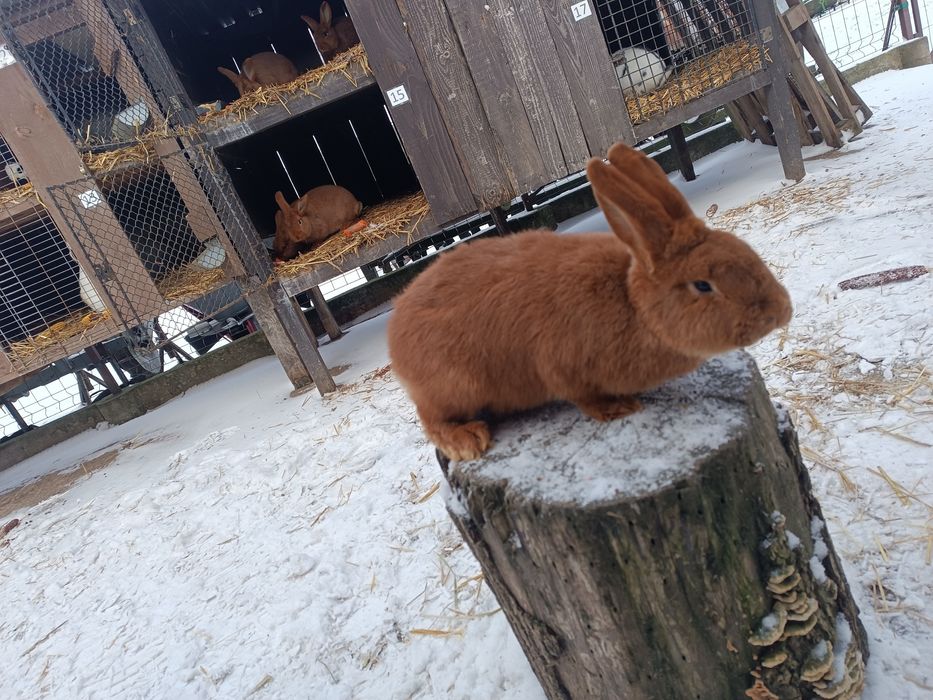 Króliki Nowozelandzkie Czerwone