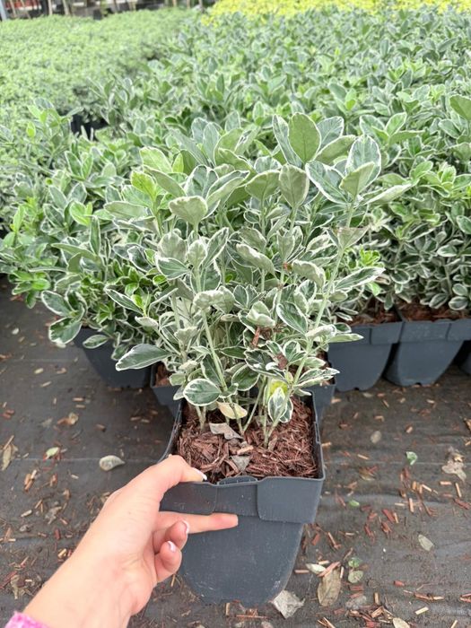 Zimozielone trzmieliny – różne odmiany     Emerald Gaiety, Harlequin, Euonymus