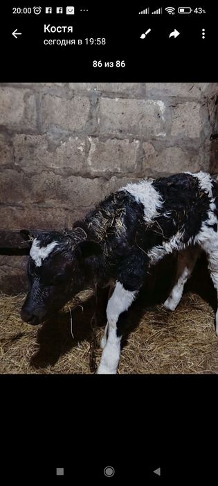 Продам бычка....