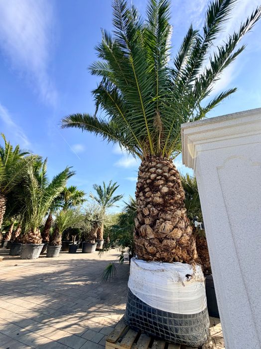 Palma królewska daktylowiec kanaryjski sam Pień 150cm potężny wielki