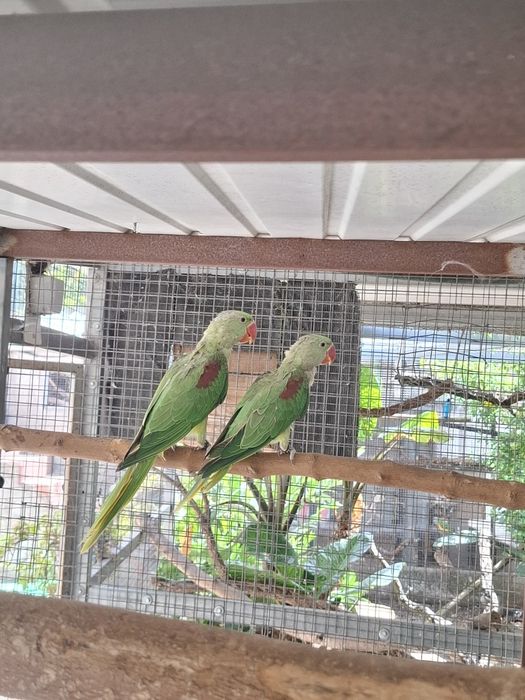 Casal grandes alexandrinos