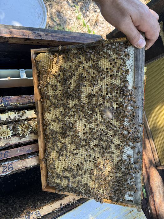 Продам бджіл. Пакети, сімʼї.