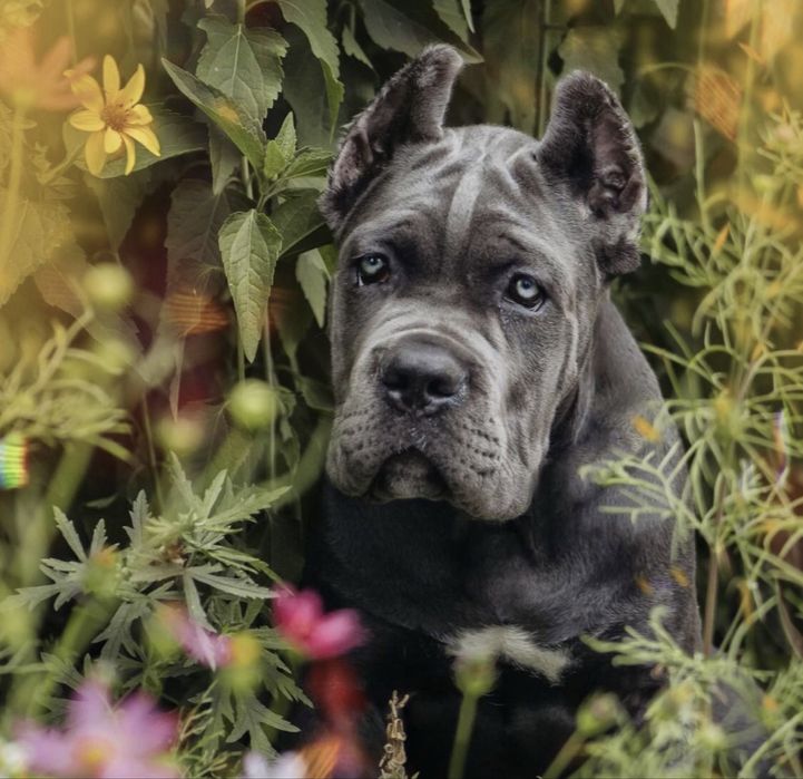 Купірувані щеночки Cane corso Italiano