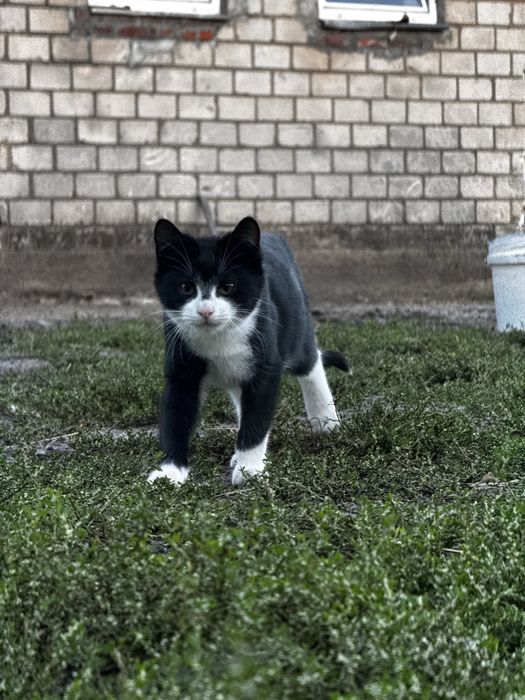 oddam kotki w dobre ręce!