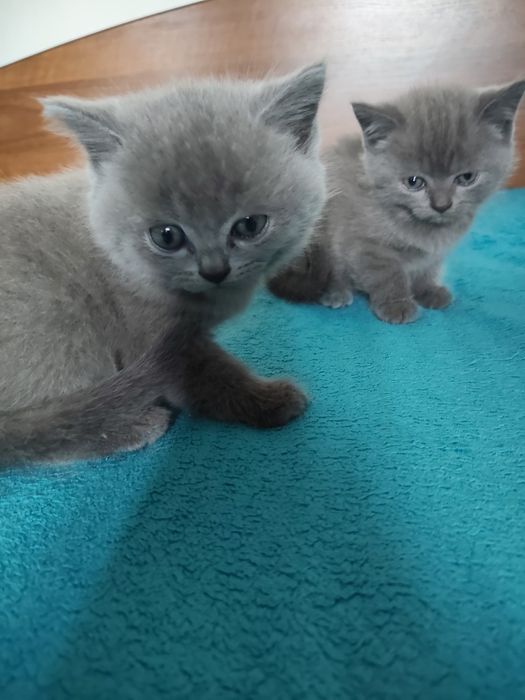 Котики прямовухі