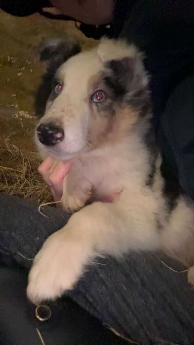 Owczarek szkocki collie