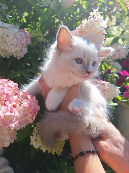 Ragdoll kocurek  blue mitted uroczy