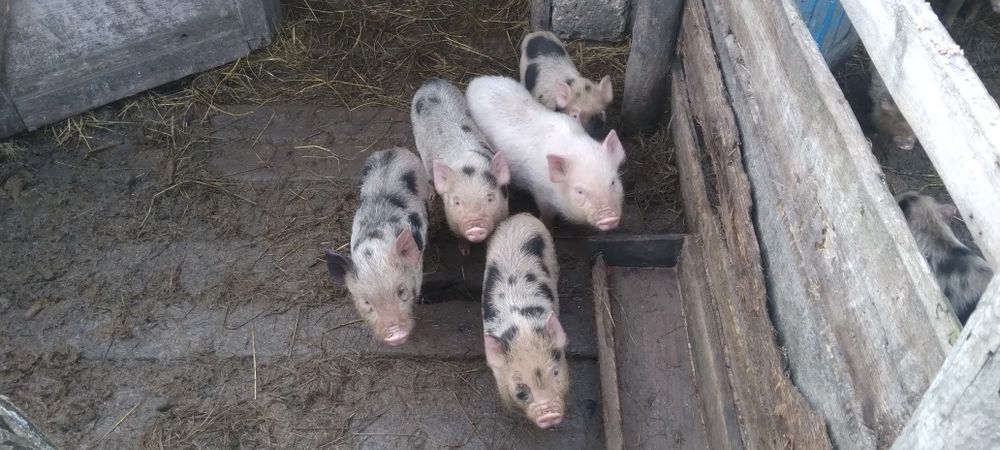 Продам Вьетнамскиx поросят